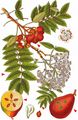 Service-Tree - Sorbus domestica L.