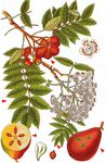 Speierling - Sorbus domestica L. 