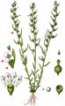 Alpine Bastard Toadflax - Thesium alpinum L.