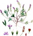 Large Speedwell - Veronica austriaca L.