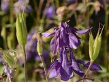 Columbine - Aquilegia vulgaris L.
