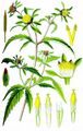 Dreiteiliger Zweizahn - Bidens tripartitus L.