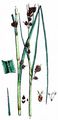 Great Fen-Sedge - Cladium mariscus (L.) Pohl
