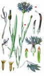 Kornblume - Cyanus segetum Hill 