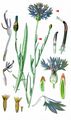 Cornflower - Cyanus segetum Hill