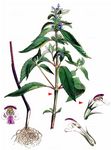 Zweispaltiger Hohlzahn - Galeopsis bifida Boenn. 