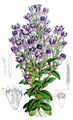 Carpathian Gentian - Gentianella lutescens (Velen.) Holub