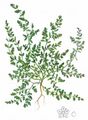 Smooth Rupturewort - Herniaria glabra L.