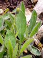Forked Hawkweed - Hieracium bifidum Hornem.
