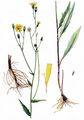 Smooth Hawkweed - Hieracium laevigatum Willd.