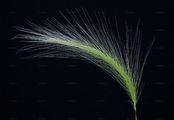 Foxtail Barley - Hordeum jubatum L.