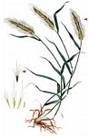 Mäuse-Gerste - Hordeum murinum L. 