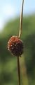 Compact Rush - Juncus conglomeratus L.