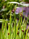 Schwertblättrige Binse - Juncus ensifolius Wikstr. 