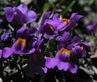 Linaria alpina (Alpen-Leinkraut) - lila Blüten mir gelber Zeichnung