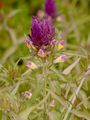 Field Cow-Wheat - Melampyrum arvense L.