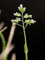 Einjähriges Rispengras - Ochlopoa annua (L.) H. Scholz