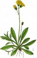  - Pilosella bifurca (M. Bieb.) F. W. Schultz & Sch. Bip.