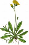 Gegabeltes Habichtskraut - Pilosella bifurca (M. Bieb.) F. W. Schultz & Sch. Bip. 
