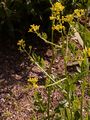 Steppe Cabbage - Rapistrum perenne (L.) All.