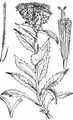 Gewöhnliche Alpenscharte - Saussurea alpina (L.) DC.