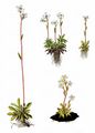 Mannsschild-Steinbrech - Saxifraga androsacea L.