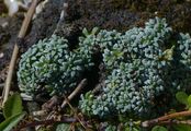 Blaugrüner Steinbrech - Saxifraga caesia L.
