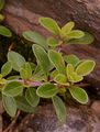 Frühblühender Thymian - Thymus praecox Opiz