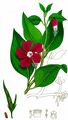 Greater Periwinkle - Vinca major L.