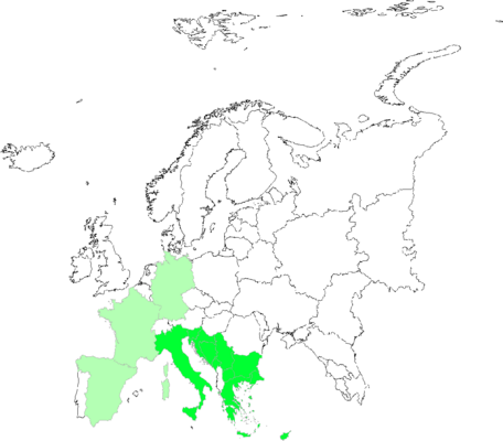 Silene cretica