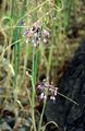 Gekielter Lauch - Allium carinatum L.
