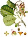 Alder - Alnus glutinosa (L.) Gaertn.