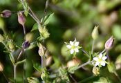 Quendel-Sandkraut - Arenaria serpyllifolia L.