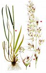 Flaumiger Wiesenhafer - Avenula pubescens (Huds.) Dumort. 
