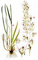 Downy Oat-Grass - Avenula pubescens (Huds.) Dumort.