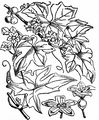 Rotfrüchtige Zaunrübe - Bryonia dioica Jacq.