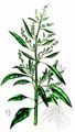 Weißer Gänsefuß - Chenopodium album L.