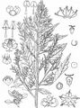 Mexican-Tea - Dysphania ambrosioides (L.) Mosyakin & Clemants