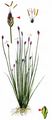 Needle Spike-Rush - Eleocharis acicularis (L.) Roem. & Schult. 