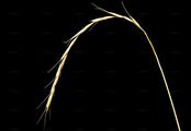 Bearded Couch - Elymus caninus (L.) L.