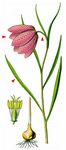 Gewöhnliche Schachblume - Fritillaria meleagris L. 