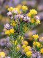 Gold-Aster - Galatella linosyris (L.) Rchb. f.