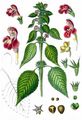 Weichhaariger Hohlzahn - Galeopsis pubescens Besser
