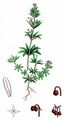 Warty Bedstraw - Galium verrucosum Huds.