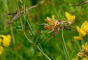 Greater Bird's-Foot-Trefoil - Lotus pedunculatus Cav.