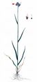 Spike Wood-Rush - Luzula congesta (Thuill.) Lej.