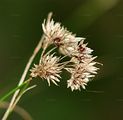 Snow-White Wood-Rush - Luzula nivea (Nathh.) DC.