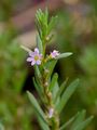Grass-Poly - Lythrum hyssopifolia L.