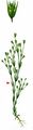Viscous Sandwort - Minuartia viscosa (Schreb.) Schinz & Thell.