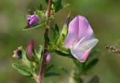 Spiny Restharrow - Ononis spinosa L.